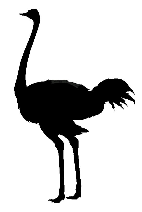 Ostrich2.jpg